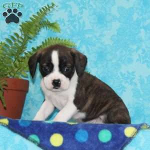 Bravo, Boston Terrier Mix Puppy